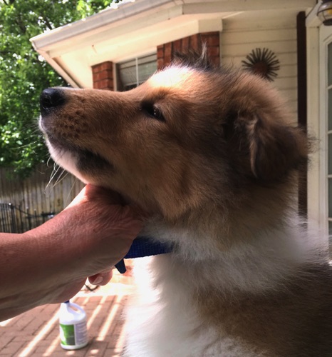 Thunder 8wk Thunder 8wk